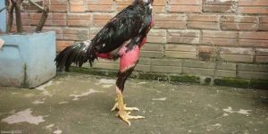 Vảy Gà Chọi Độc - Nhận Diện 5 Loại Vảy Kê Ấn Tượng 15 Vảy Gà Chọi Độc - Nhận Diện 5 Loại Vảy Kê Ấn Tượng